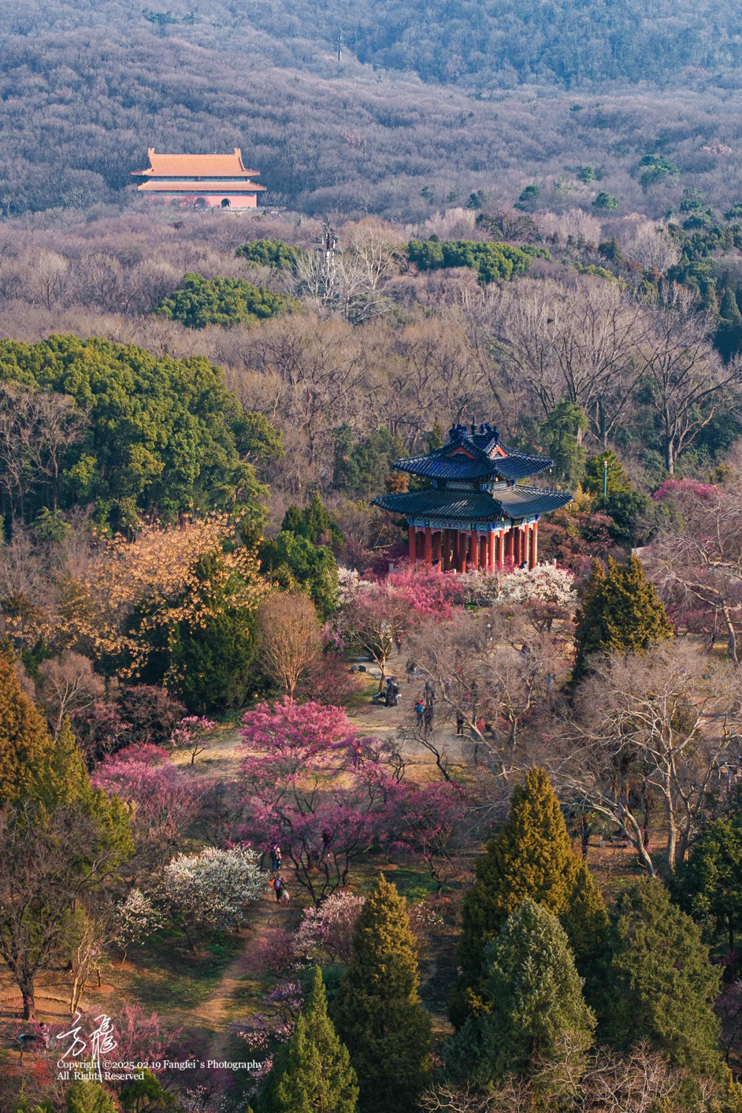 南京｜明孝陵梅花山，可以直接冲了❗