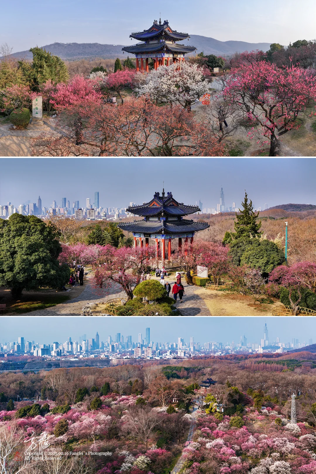 南京｜明孝陵梅花山，可以直接冲了❗