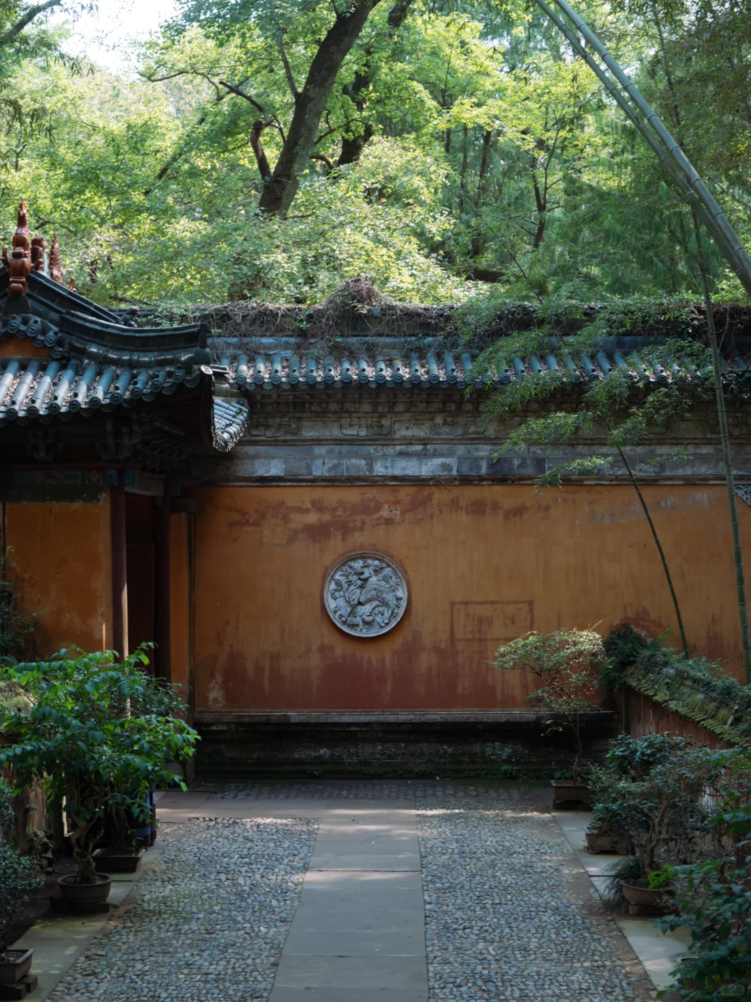 2.18实拍❗️国清寺的隋梅已经开啦