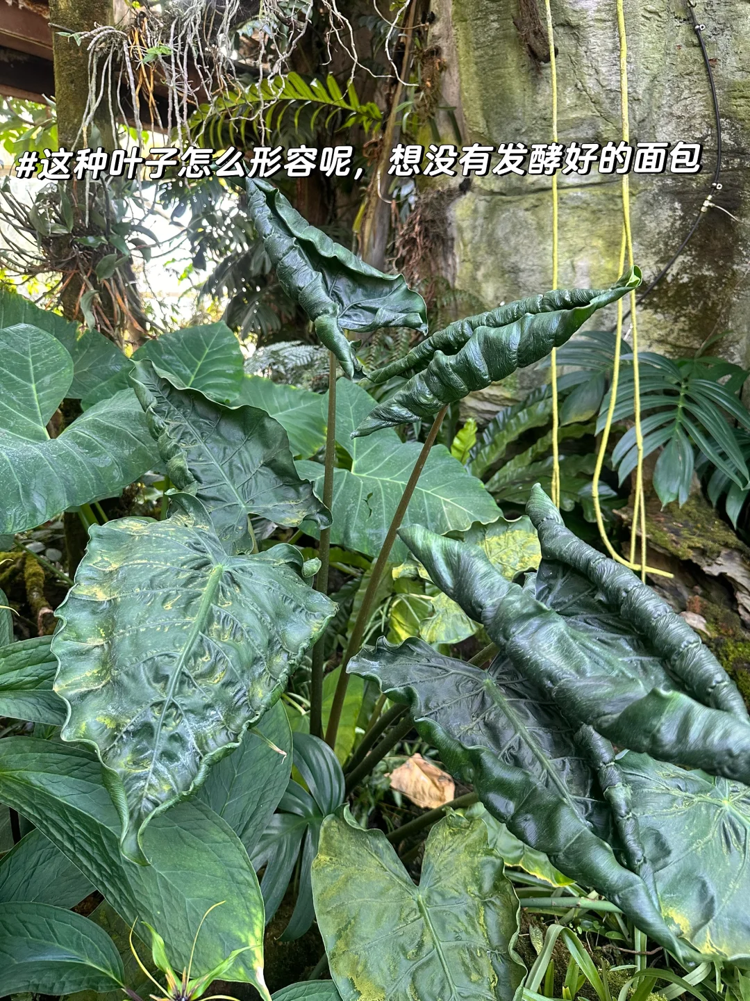 昆明植物园，一场与自然的浪漫邂逅