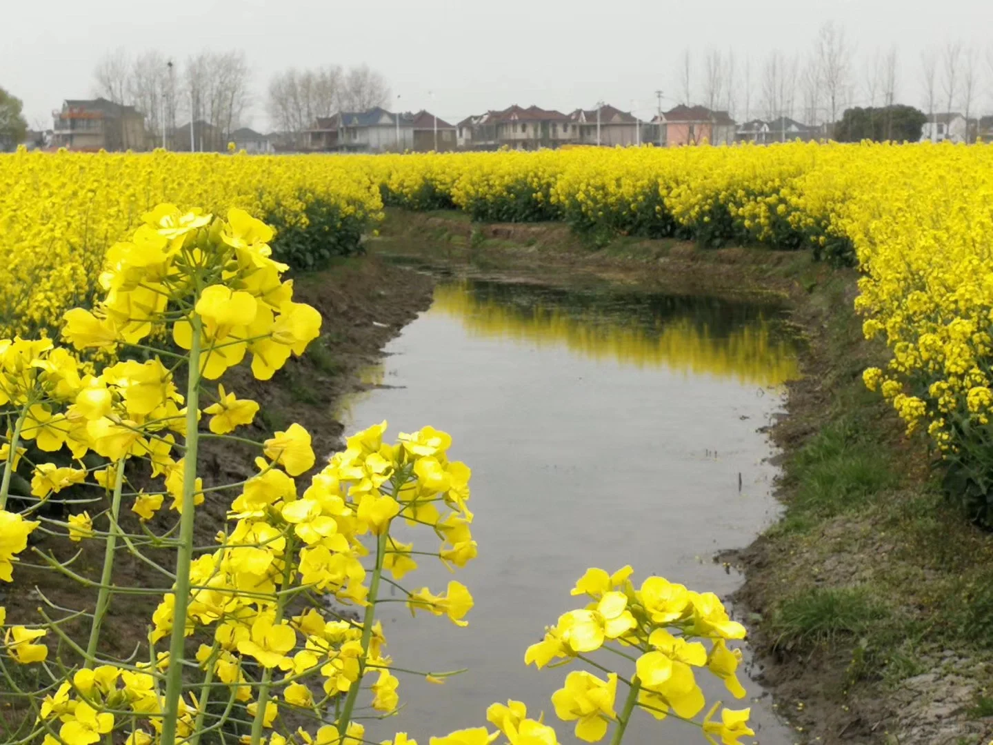 2025春季赏花系列之一，千垛油菜花篇