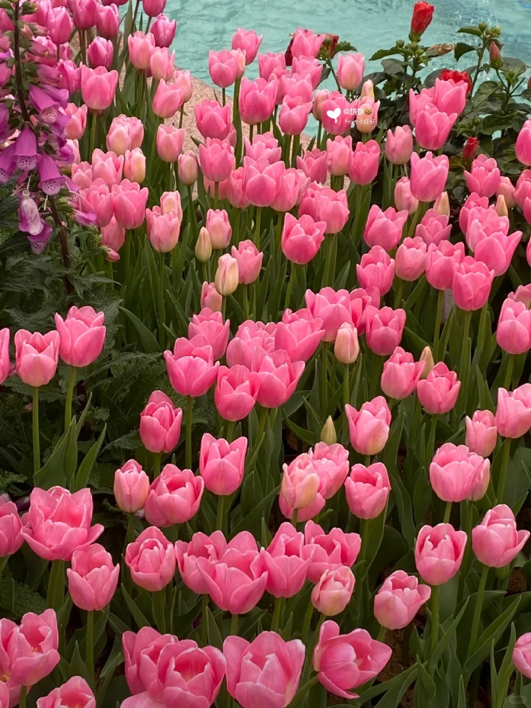 在广州!地铁直达🚇现实版莫奈花园🌷