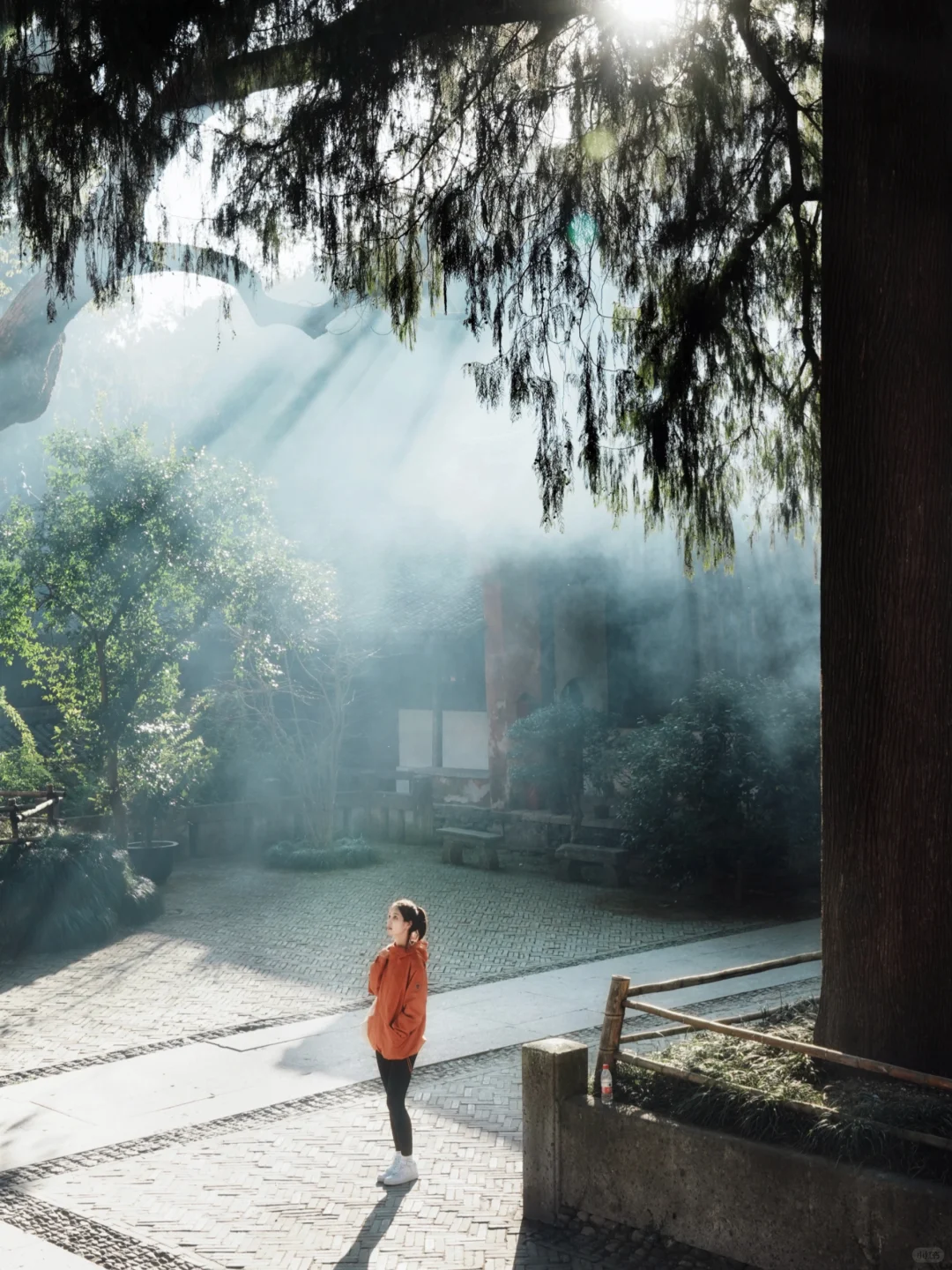 2.18实拍❗️国清寺的隋梅已经开啦