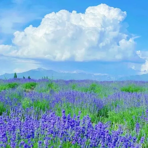 18 天深度游新疆！夏日宝藏攻略大放送