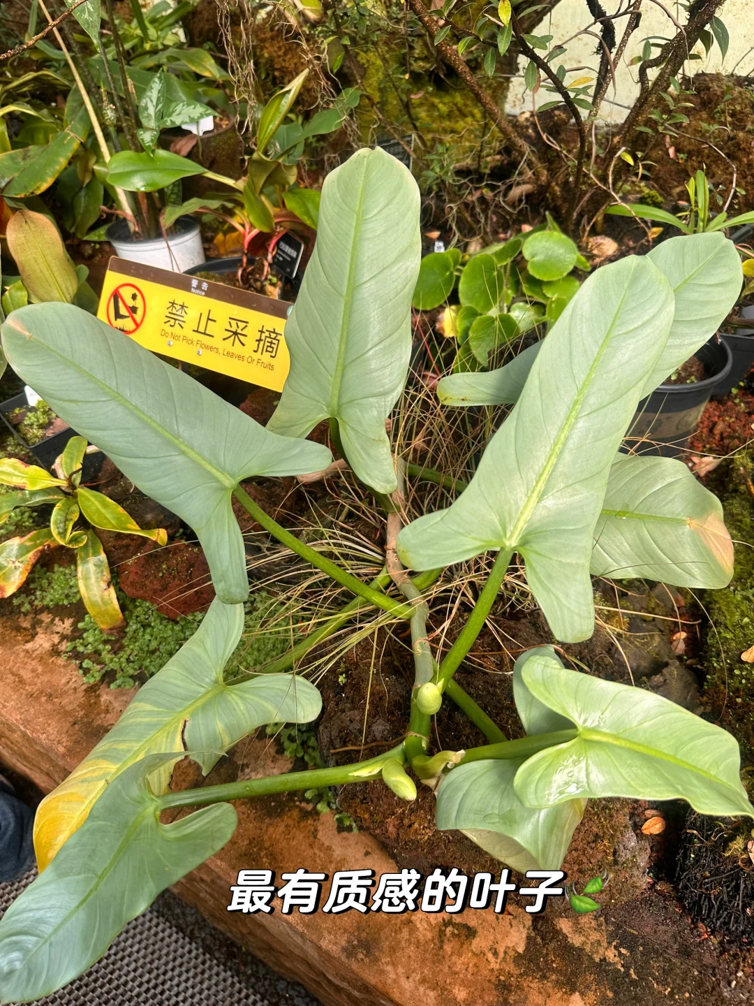 昆明植物园，一场与自然的浪漫邂逅