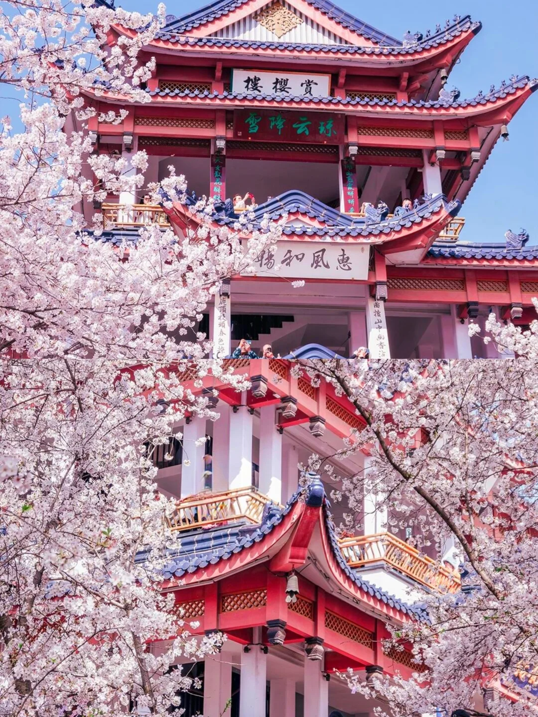 人生建议💡3月一定要来鼋头渚赏樱花❗