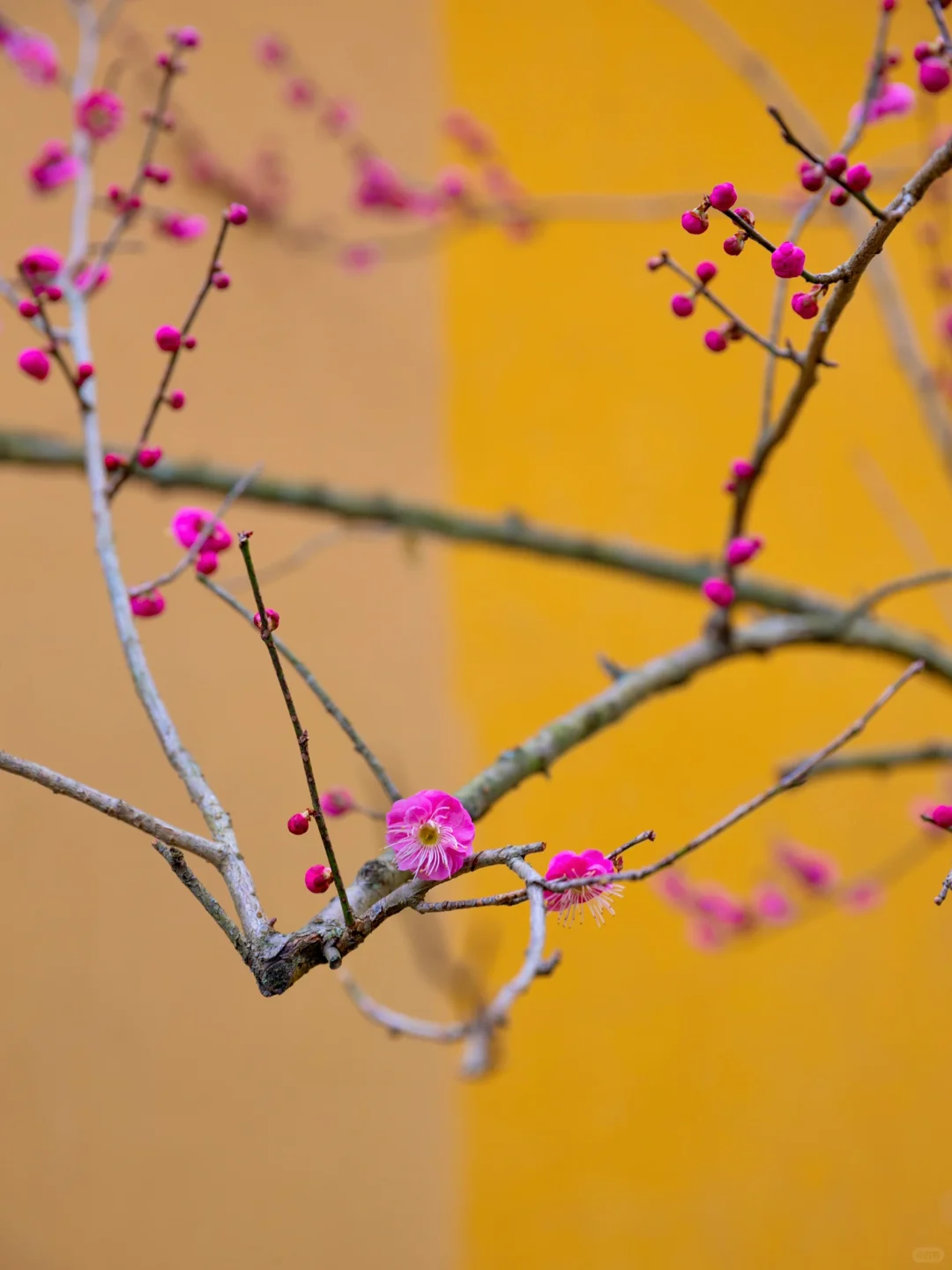 慧因高丽寺的梅花，堪称中式美学天花板‼️