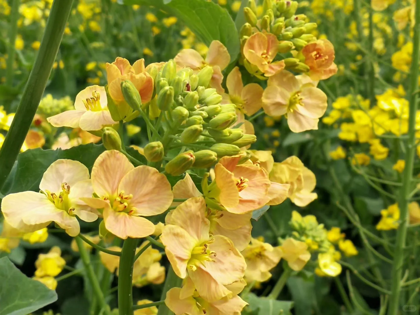 2025春季赏花系列之一，千垛油菜花篇