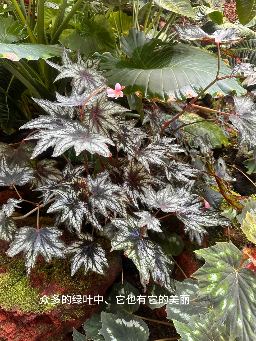昆明植物园，一场与自然的浪漫邂逅