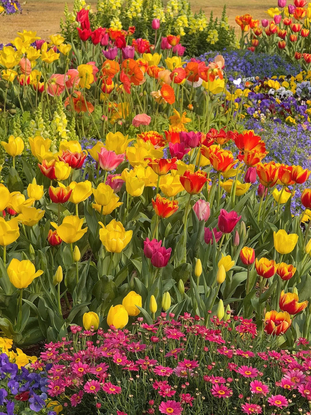 在广州!地铁直达🚇现实版莫奈花园🌷