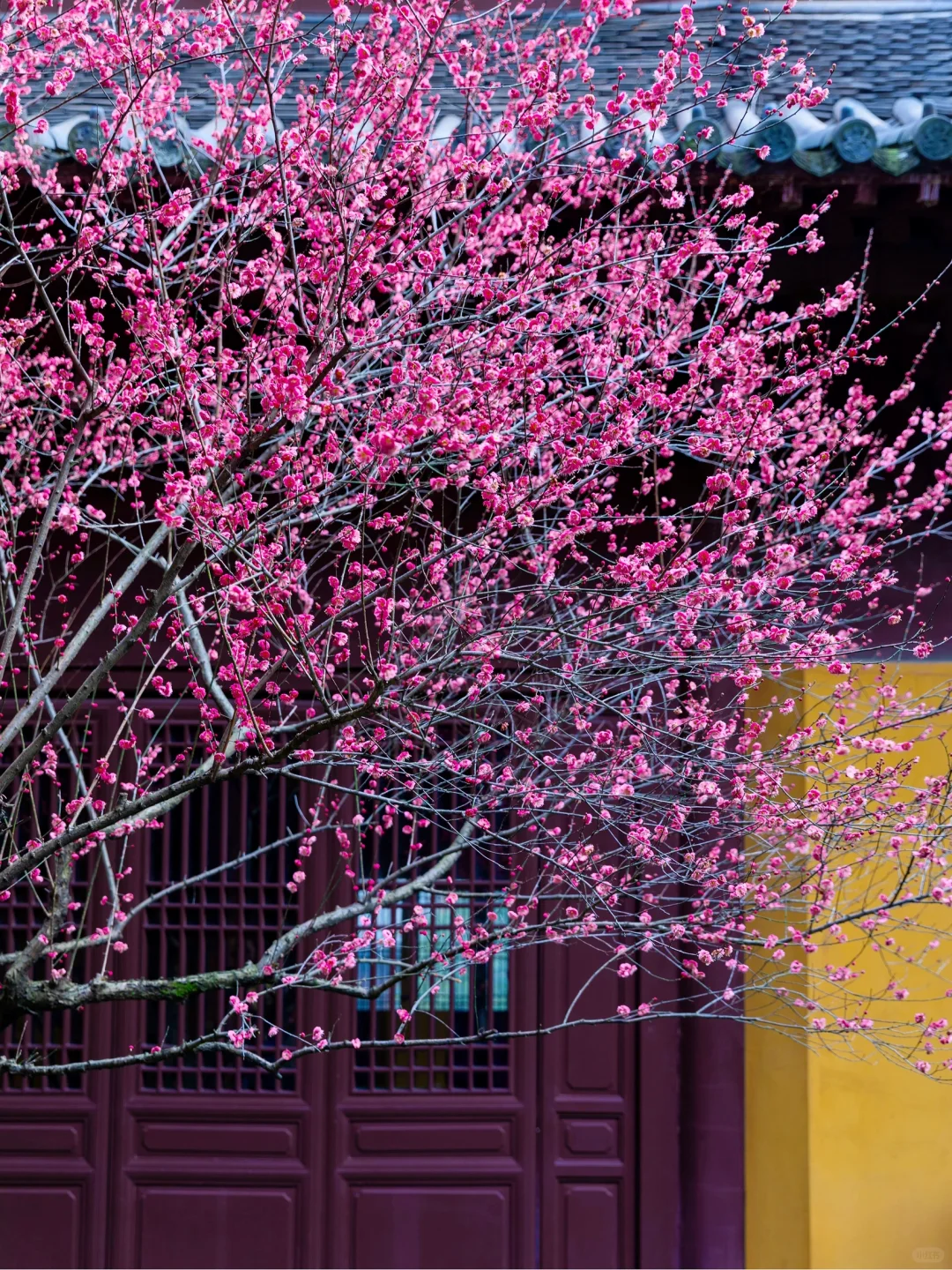 慧因高丽寺的梅花，堪称中式美学天花板‼️