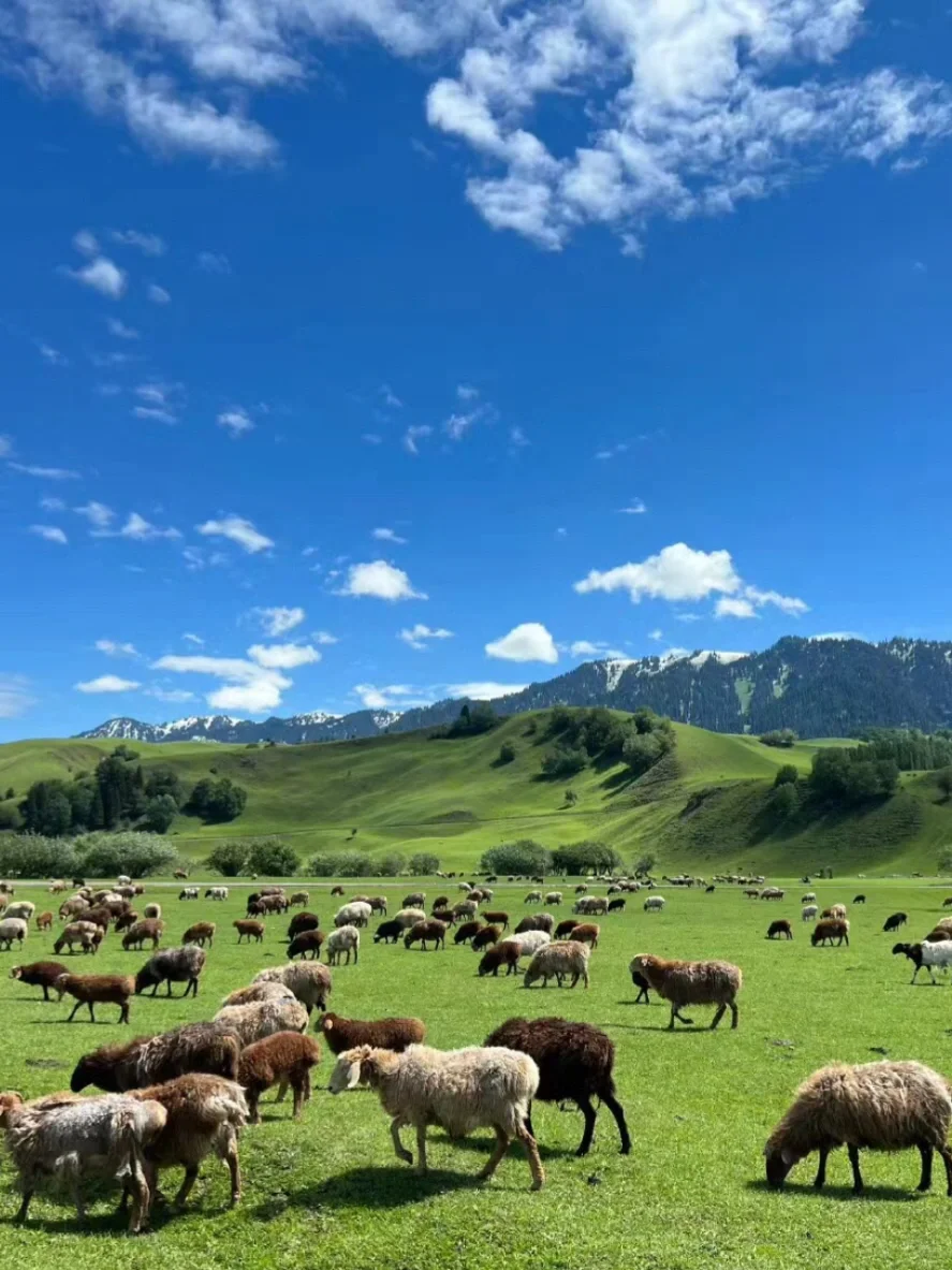 和男朋友去伊犁玩了8天，消费观真的崩塌了……