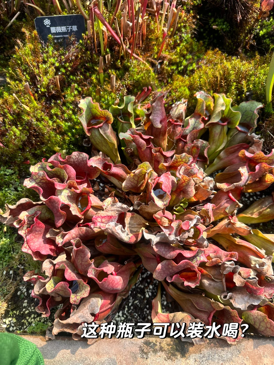 昆明植物园，一场与自然的浪漫邂逅
