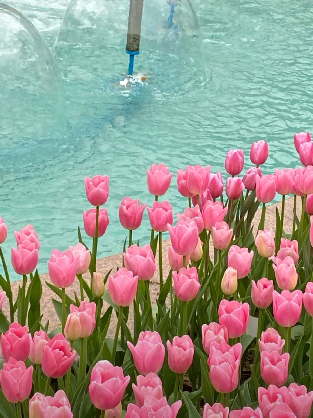 在广州!地铁直达🚇现实版莫奈花园🌷