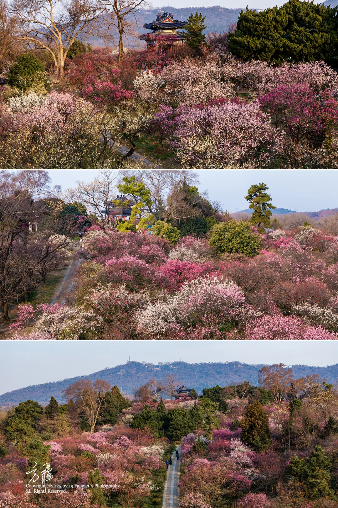 南京｜明孝陵梅花山，可以直接冲了❗