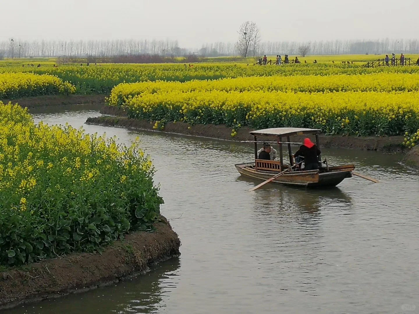 2025春季赏花系列之一，千垛油菜花篇