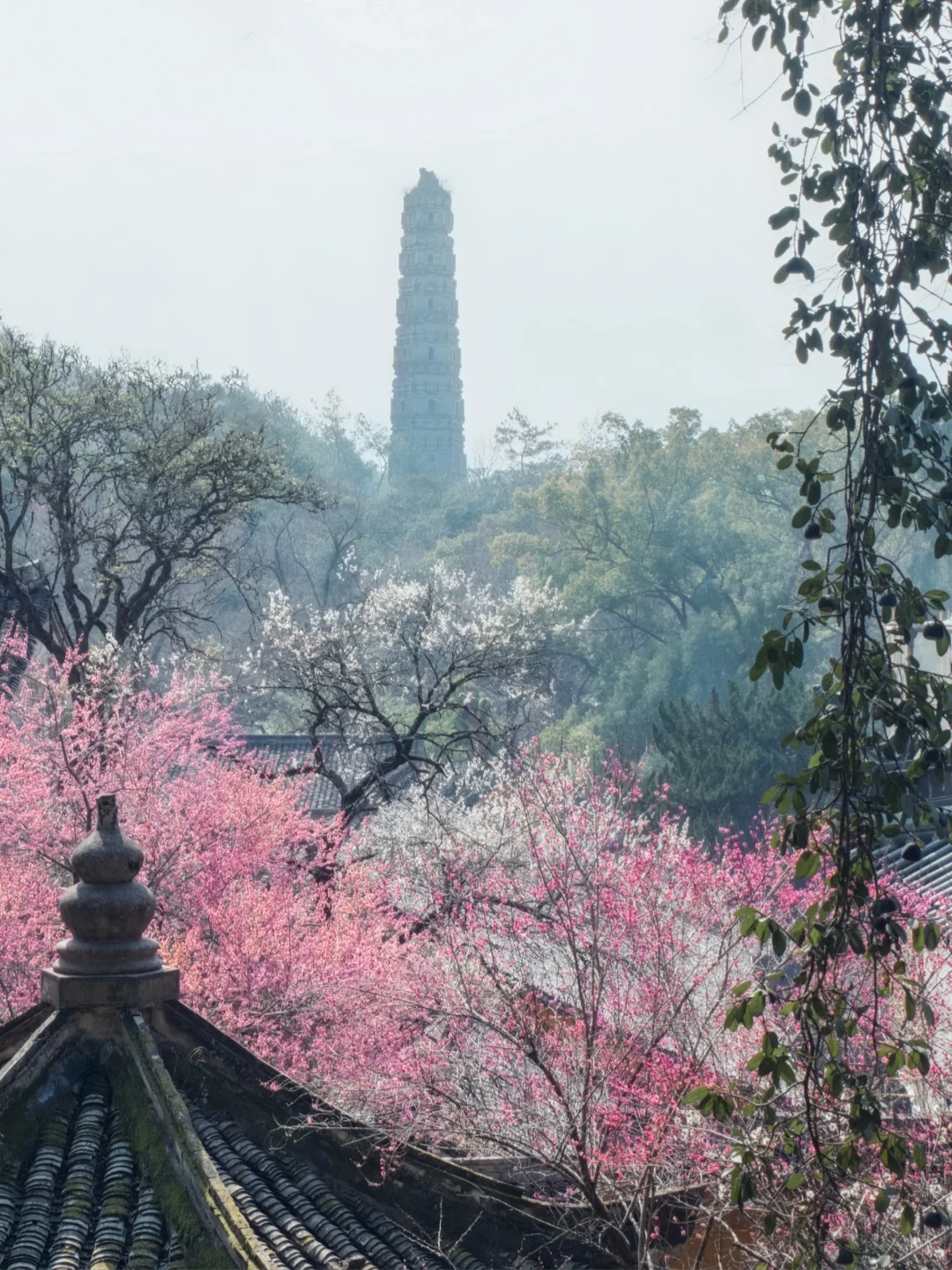 2.18实拍❗️国清寺的隋梅已经开啦
