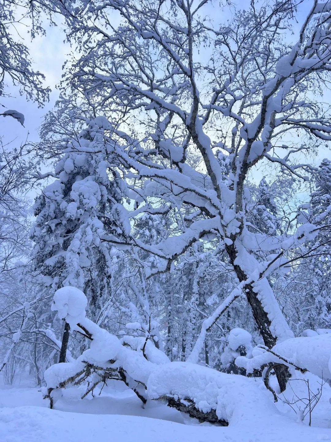零下30度的哈尔滨，真的不是北欧！