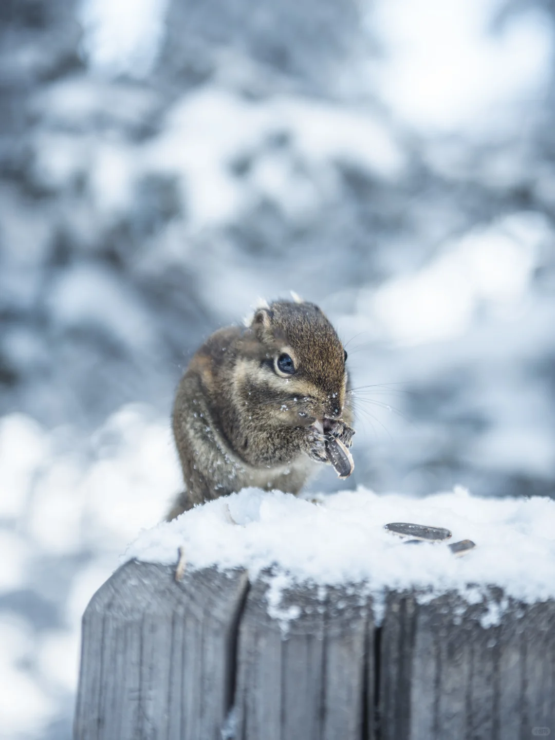 淡季的西岭雪山真的是人间理想！最全攻略