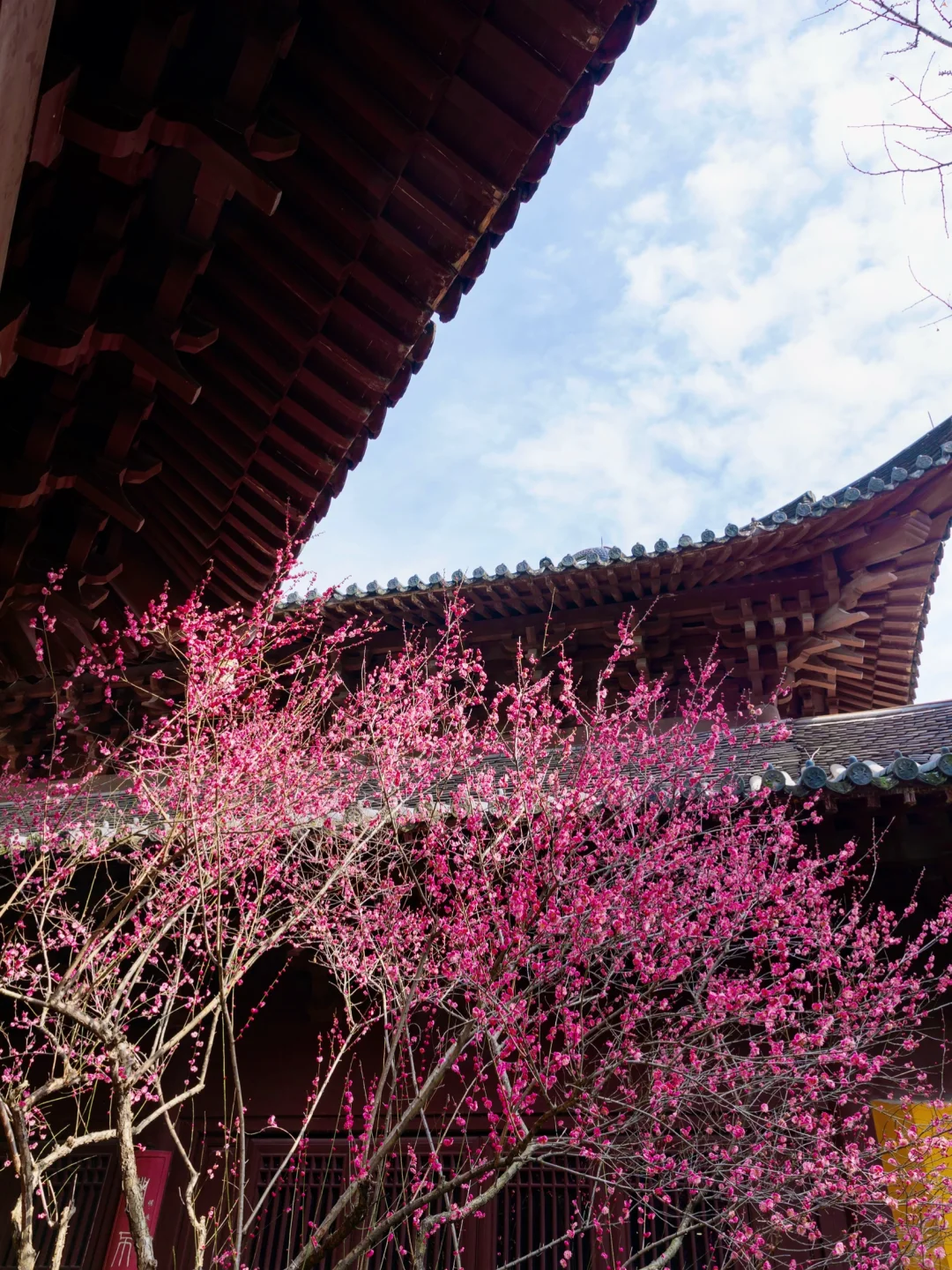 慧因高丽寺的梅花，堪称中式美学天花板‼️