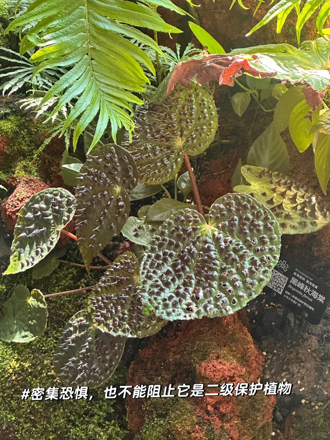 昆明植物园，一场与自然的浪漫邂逅