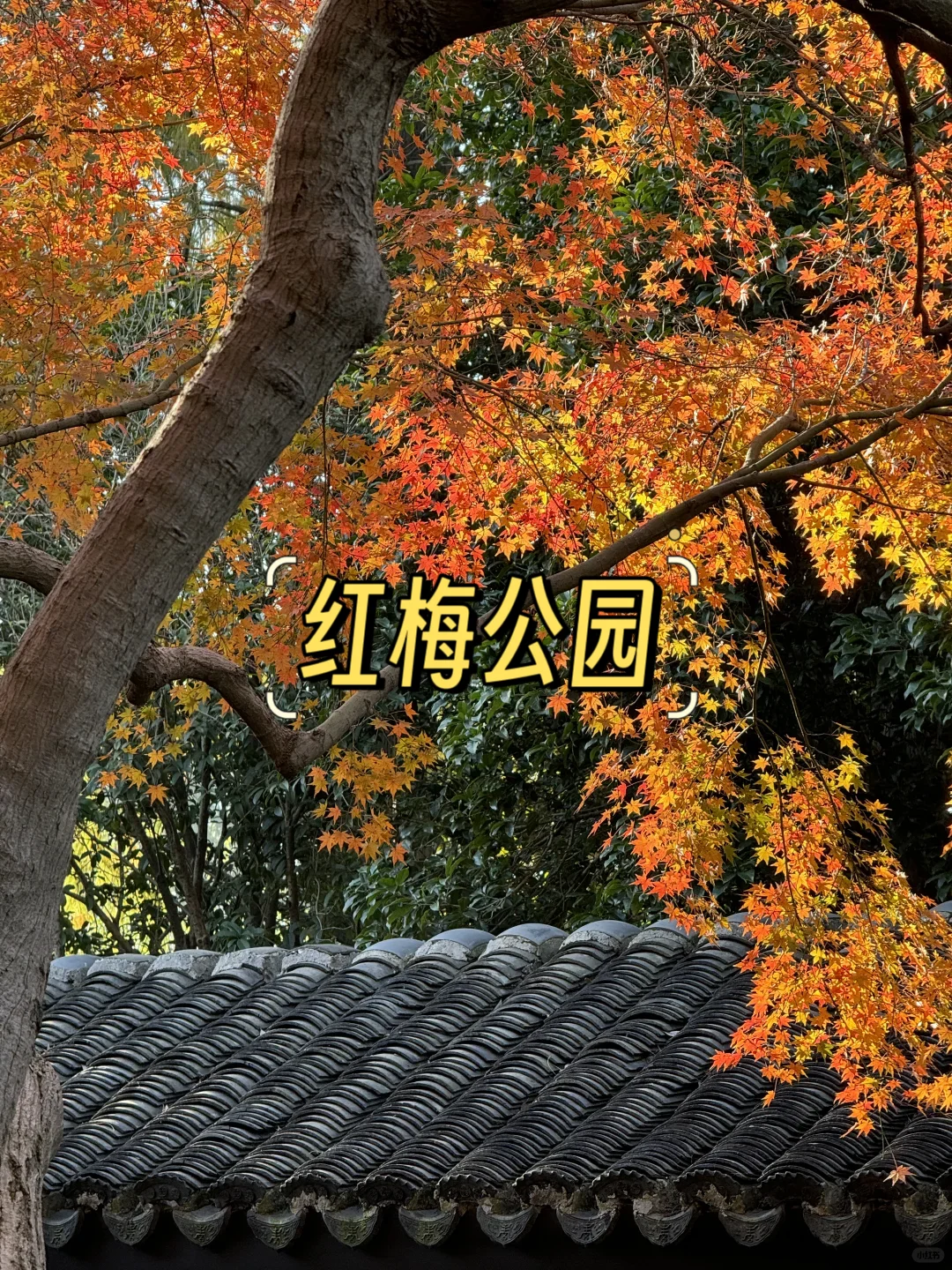 常州必打卡9大景点❗❗ 建议收藏✨