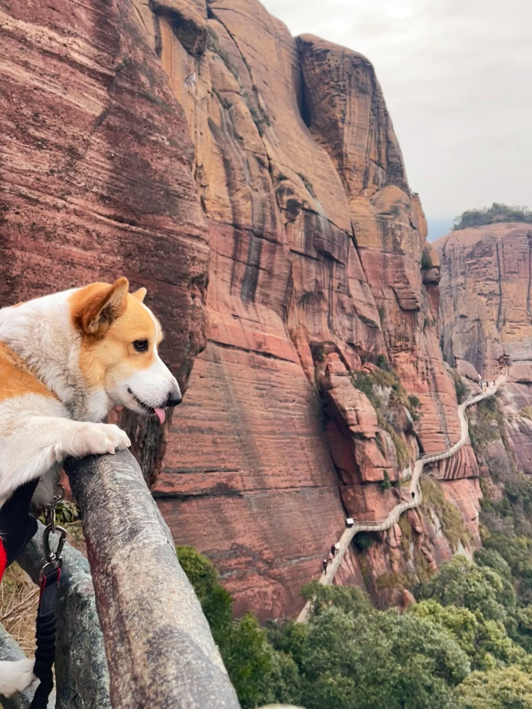 黄山算什么？带狗解锁100元承包整片丹霞！