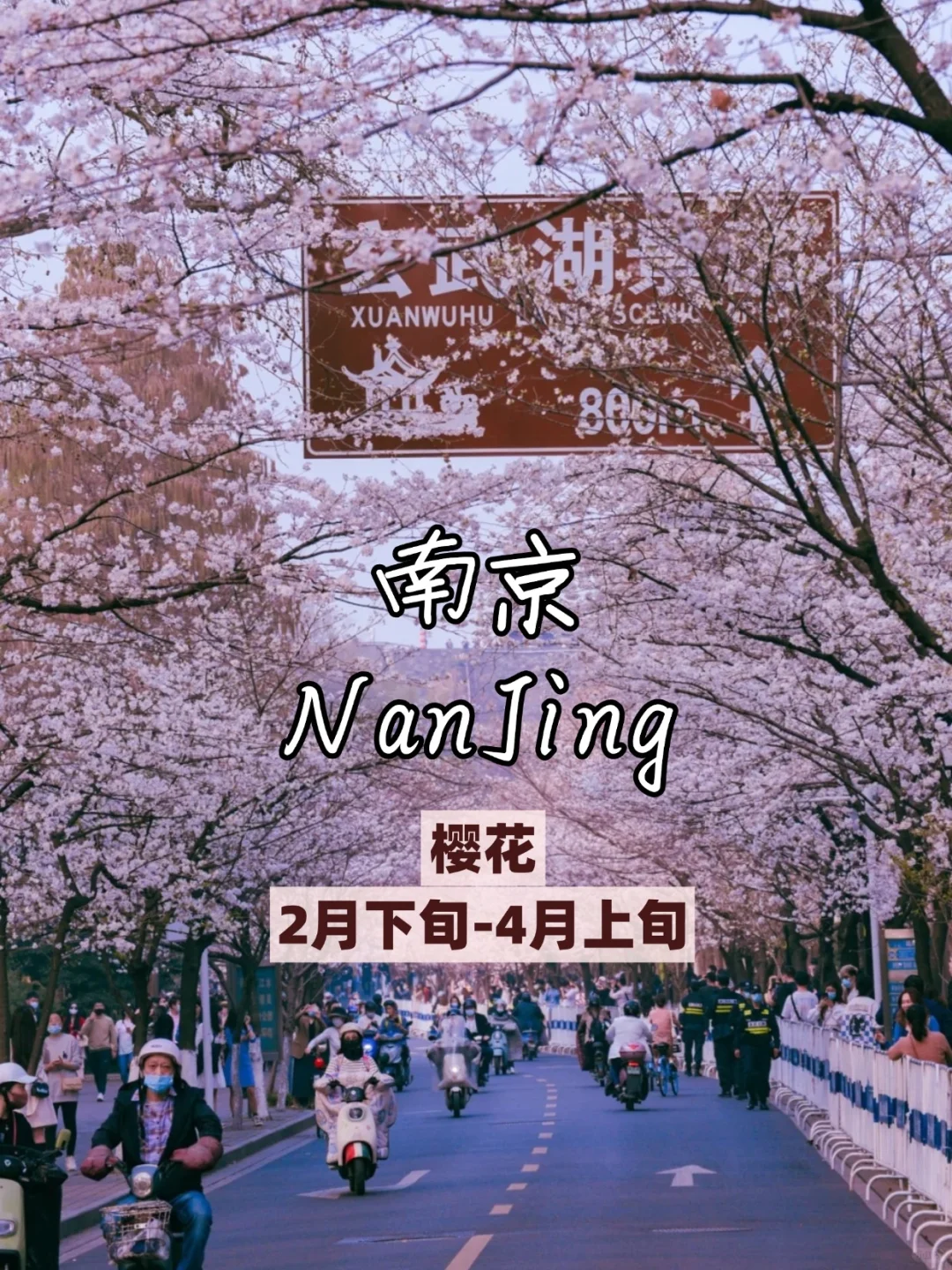 🌸3 - 5 月必打卡的看花城市，美到失语！