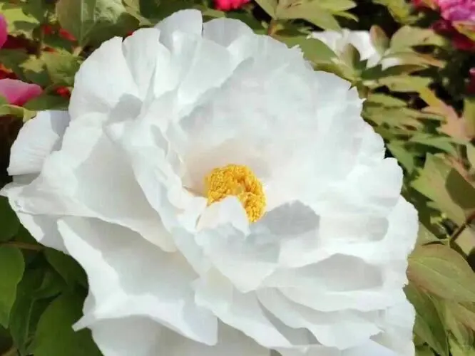 洛阳牡丹几月份看最佳