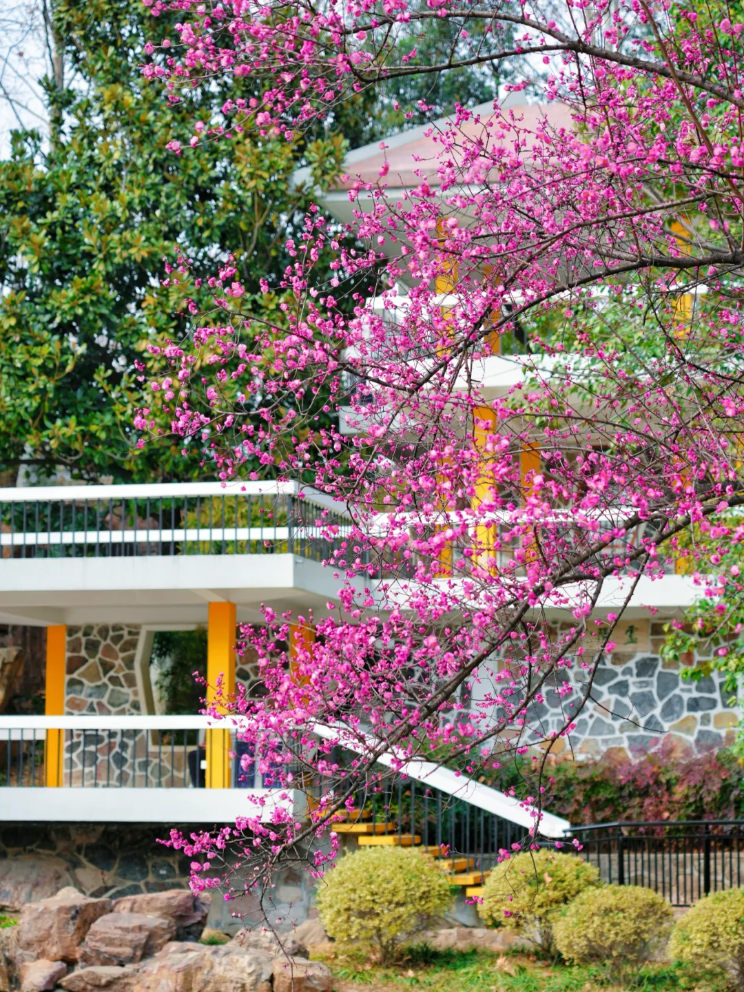 太惊艳·在合肥看见了超美的瀑布梅花雨