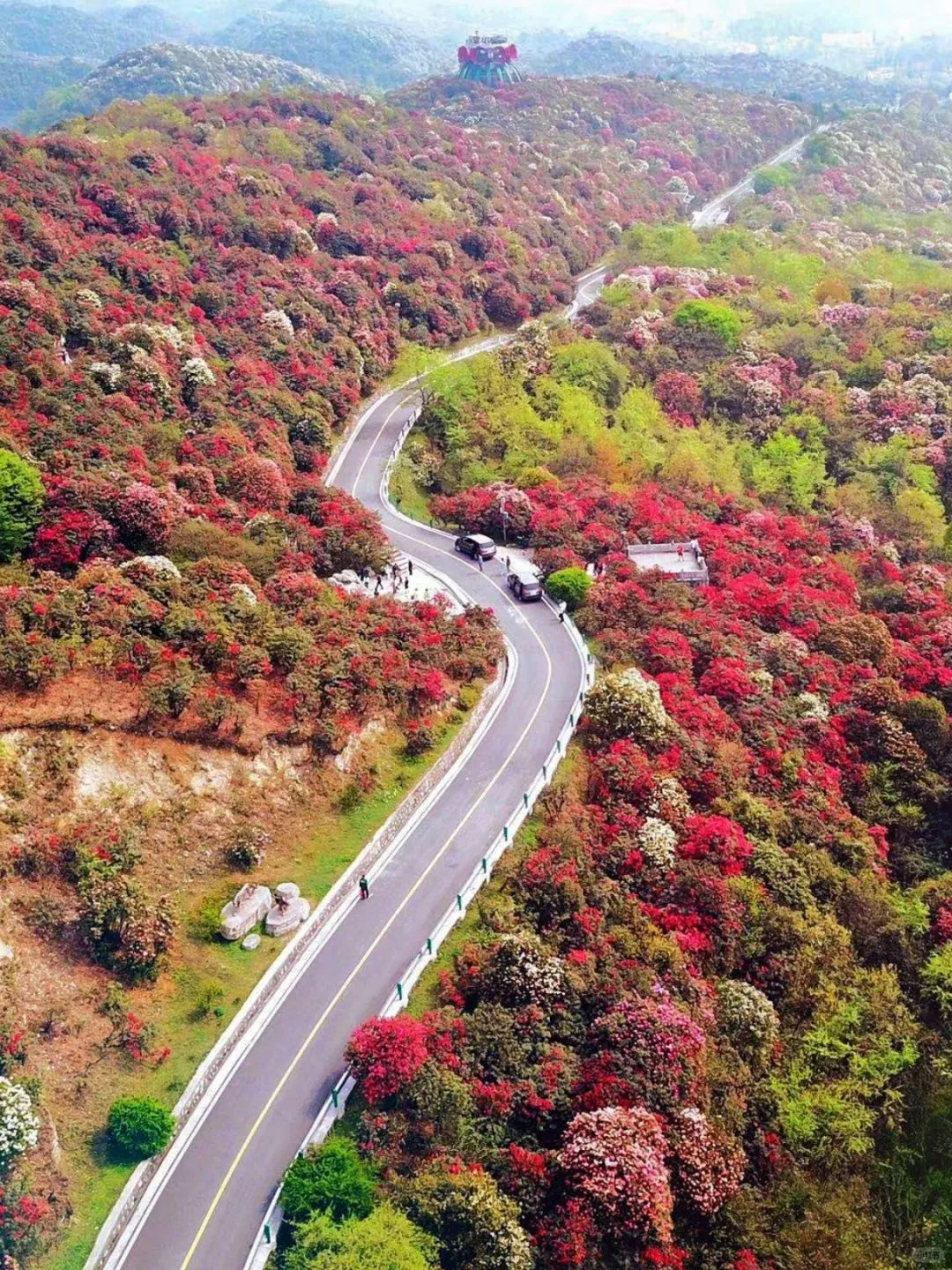 被《国家地理》评为中国最美杜鹃花海的现状