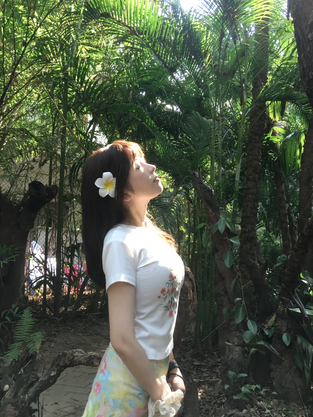 在版纳进行一些光合作用