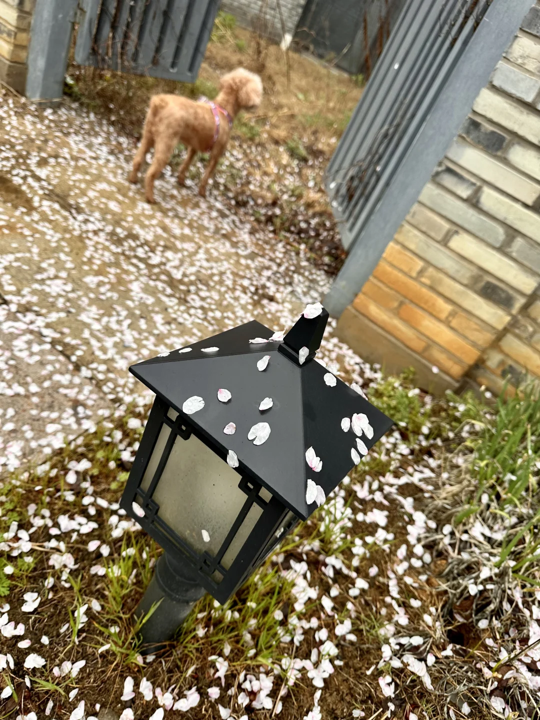 宝华山花筑民宿 | 春季宝藏之选🌷