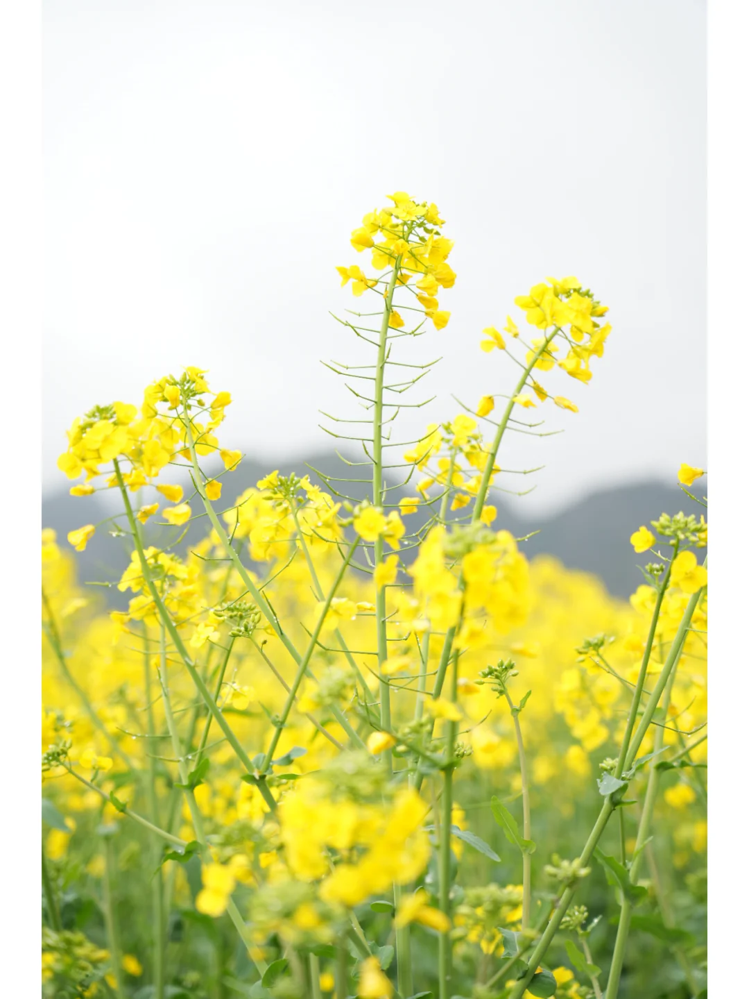 春日盛景，醉美兴义万峰林油菜花海