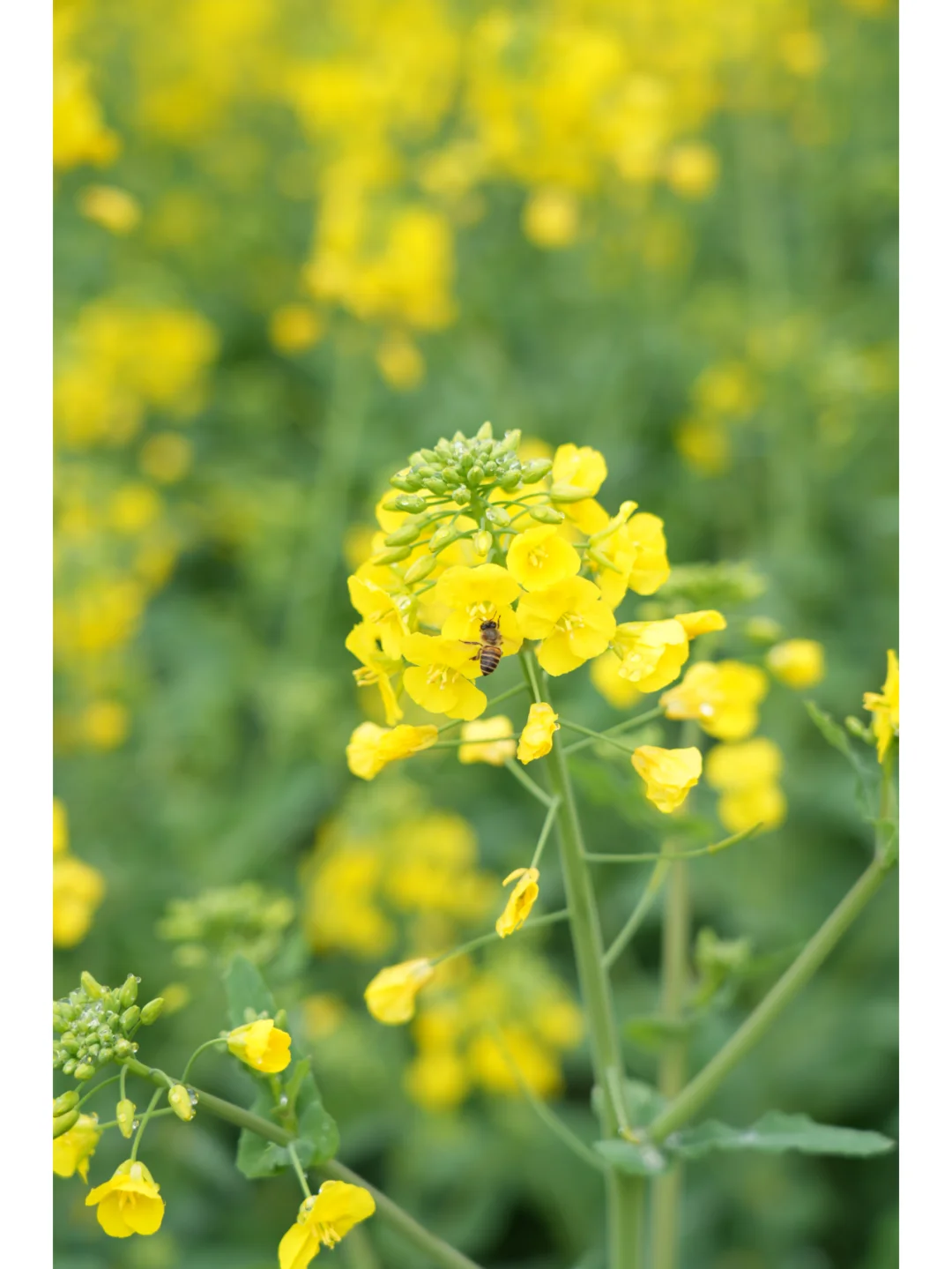春日盛景，醉美兴义万峰林油菜花海