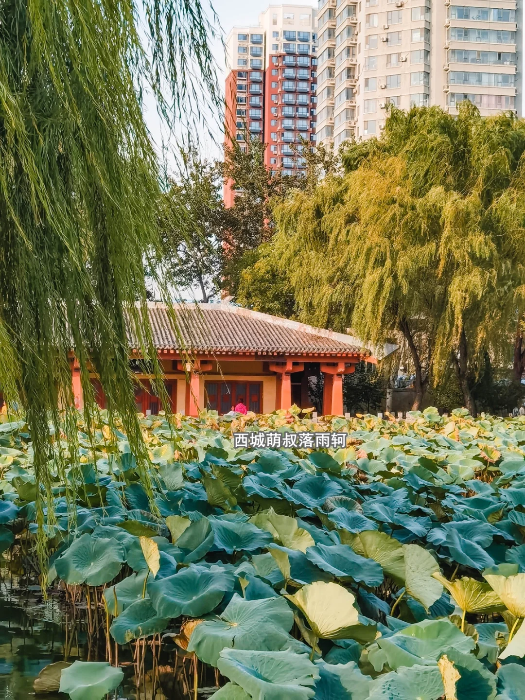 打卡邯郸免费的大公园 赵苑公园