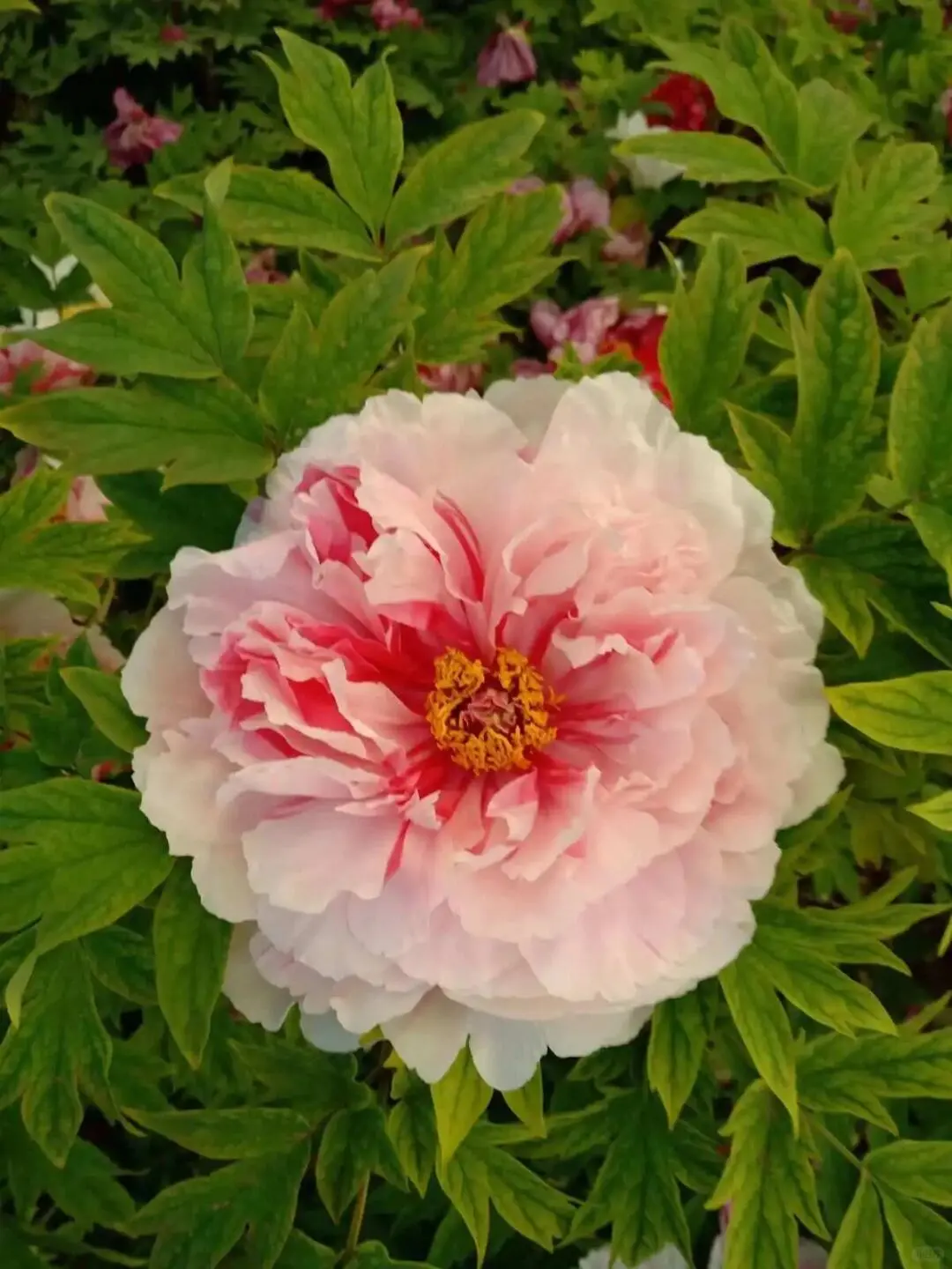 洛阳牡丹几月份看最佳