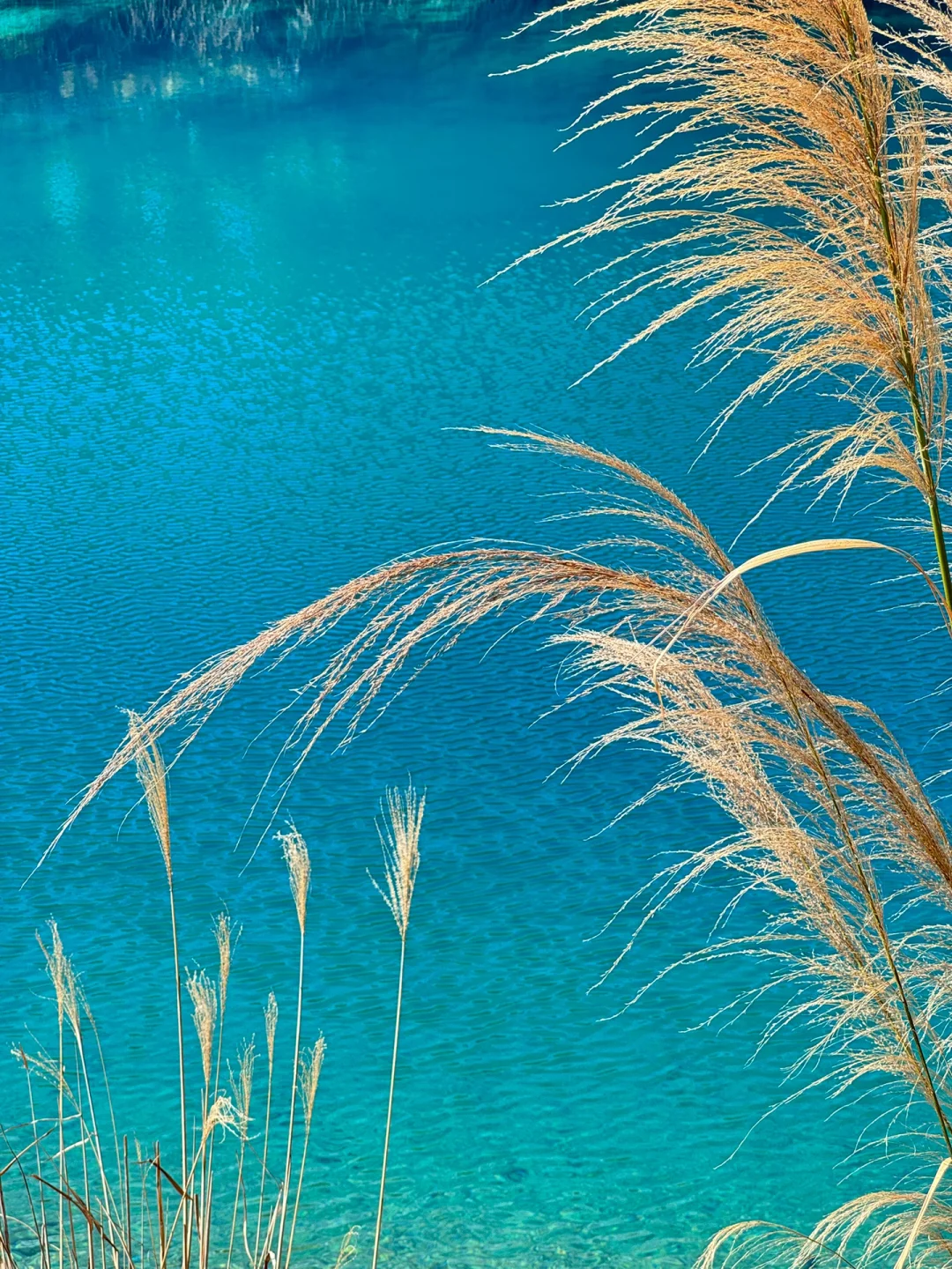 厦门版“九寨沟”,真的是眼睛的天堂!