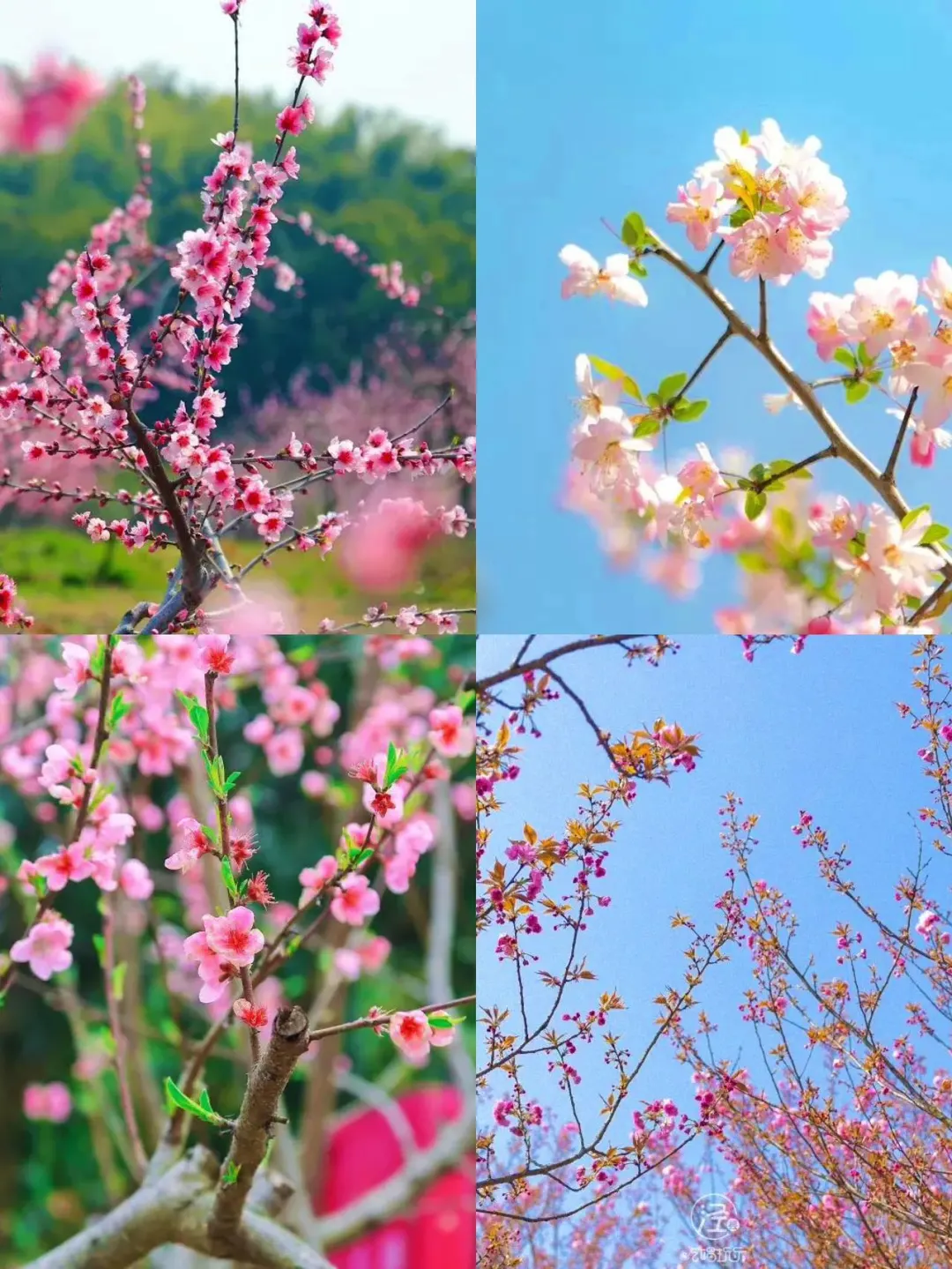 接下来，开始期待泾县的春季花海~