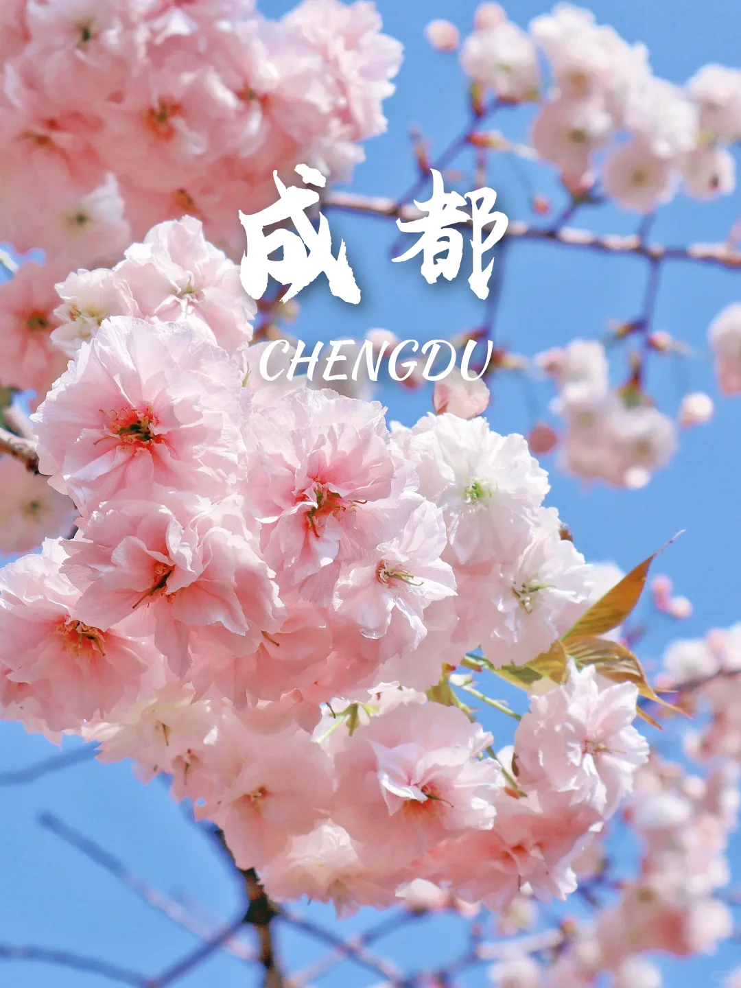 3-5月9个绝美樱花胜地‼️写给拍樱花的姐妹