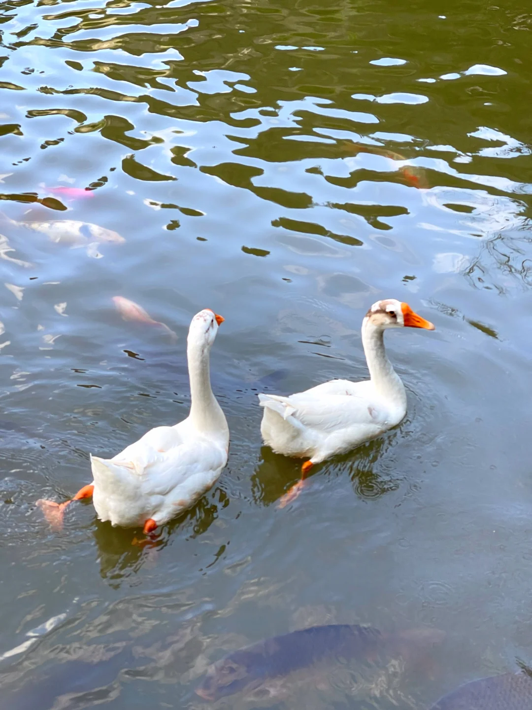 在重庆酉阳，找到了陶渊明笔下的真·桃花源！