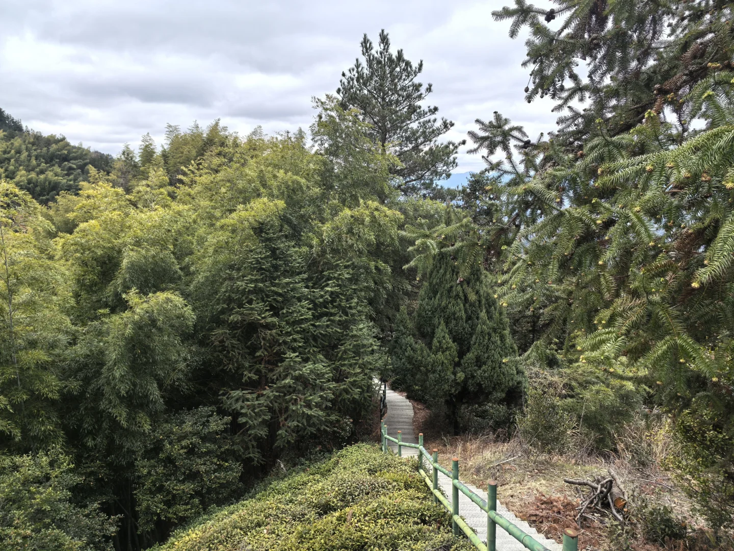 淡季游安徽黟县木坑竹海承包整座山