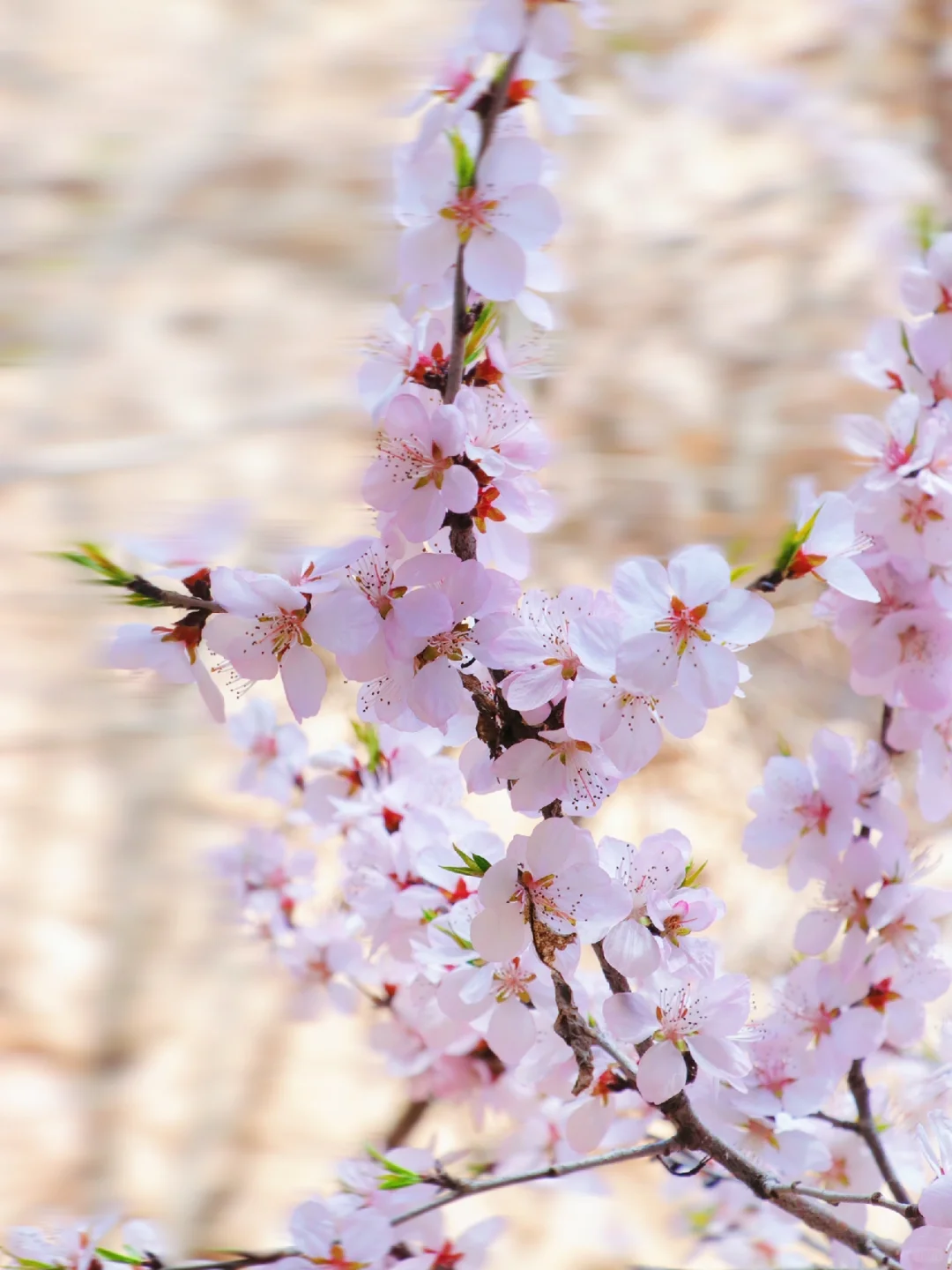 美哭了😭河南这个景区简直堪称“小九寨沟”‼️