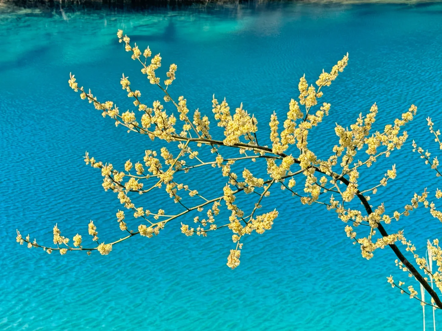 厦门版“九寨沟”,真的是眼睛的天堂!