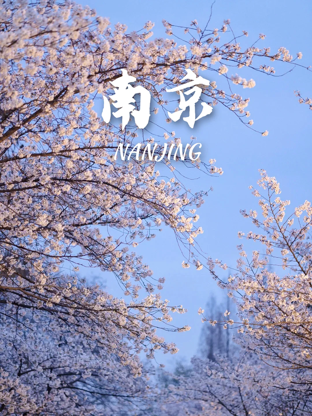 3-5月9个绝美樱花胜地‼️写给拍樱花的姐妹
