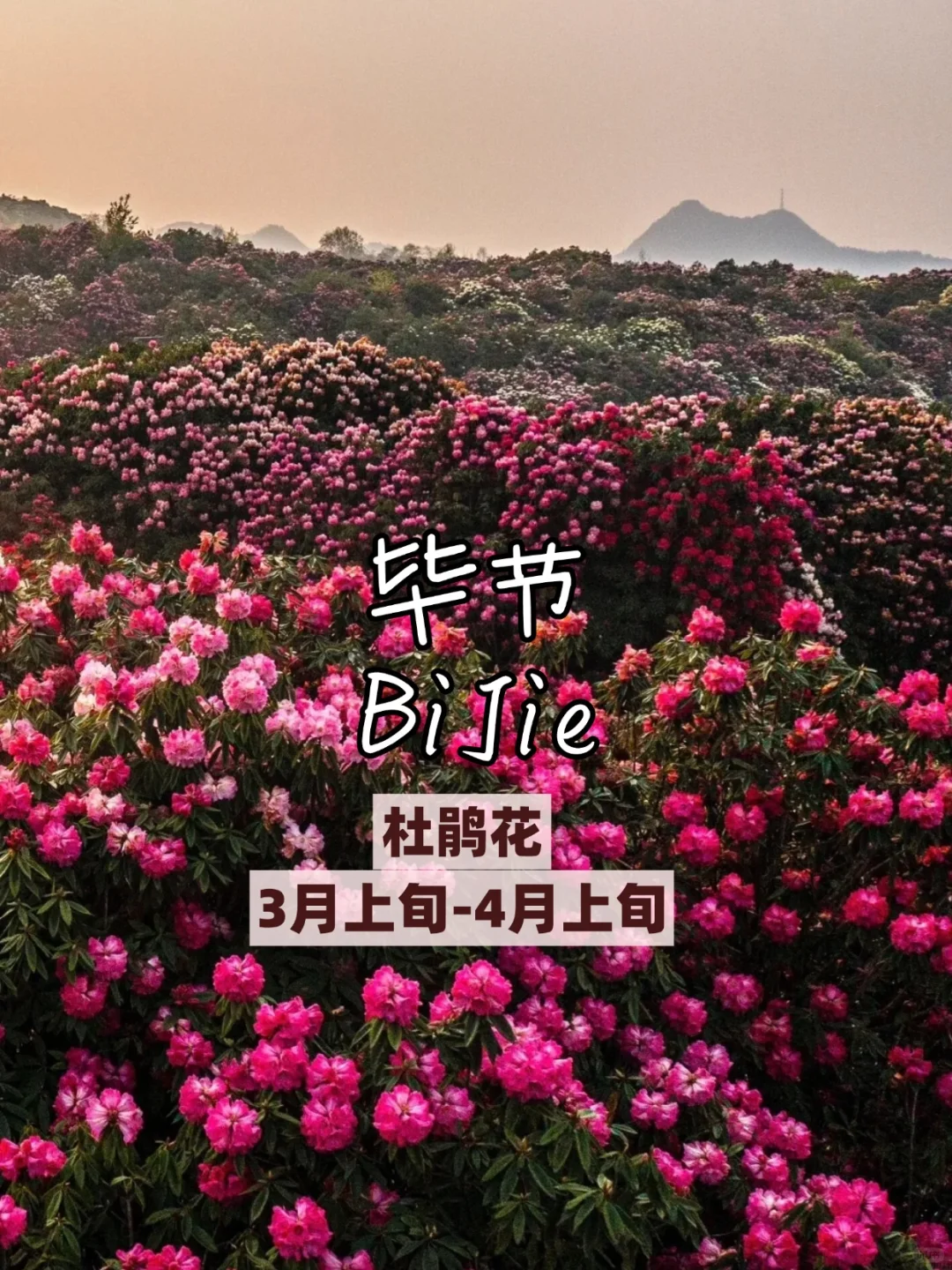 🌸3 - 5 月必打卡的看花城市，美到失语！