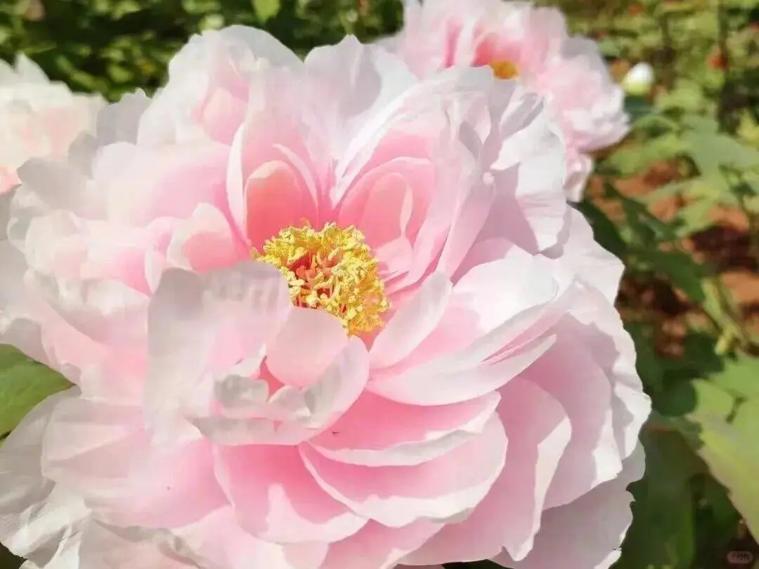 洛阳牡丹几月份看最佳