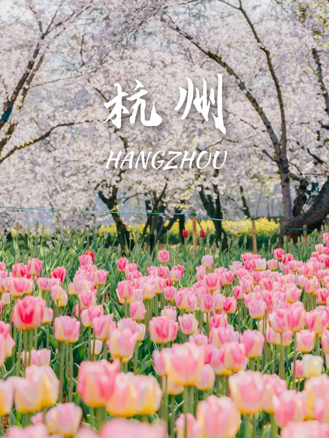 3-5月9个绝美樱花胜地‼️写给拍樱花的姐妹