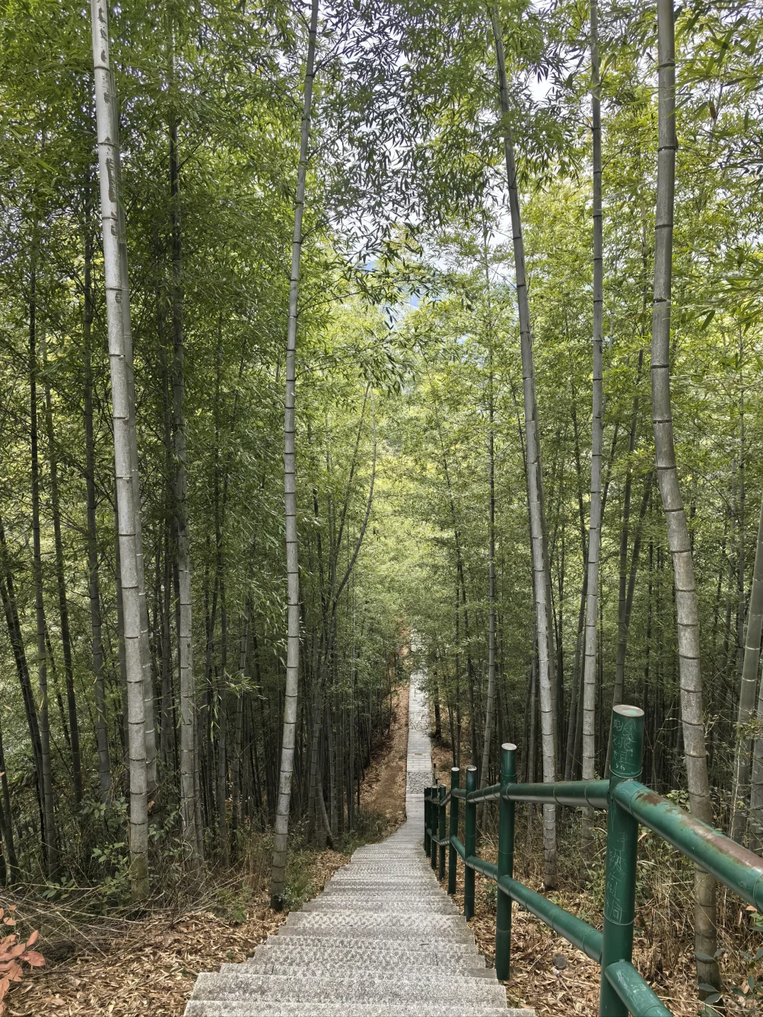淡季游安徽黟县木坑竹海承包整座山