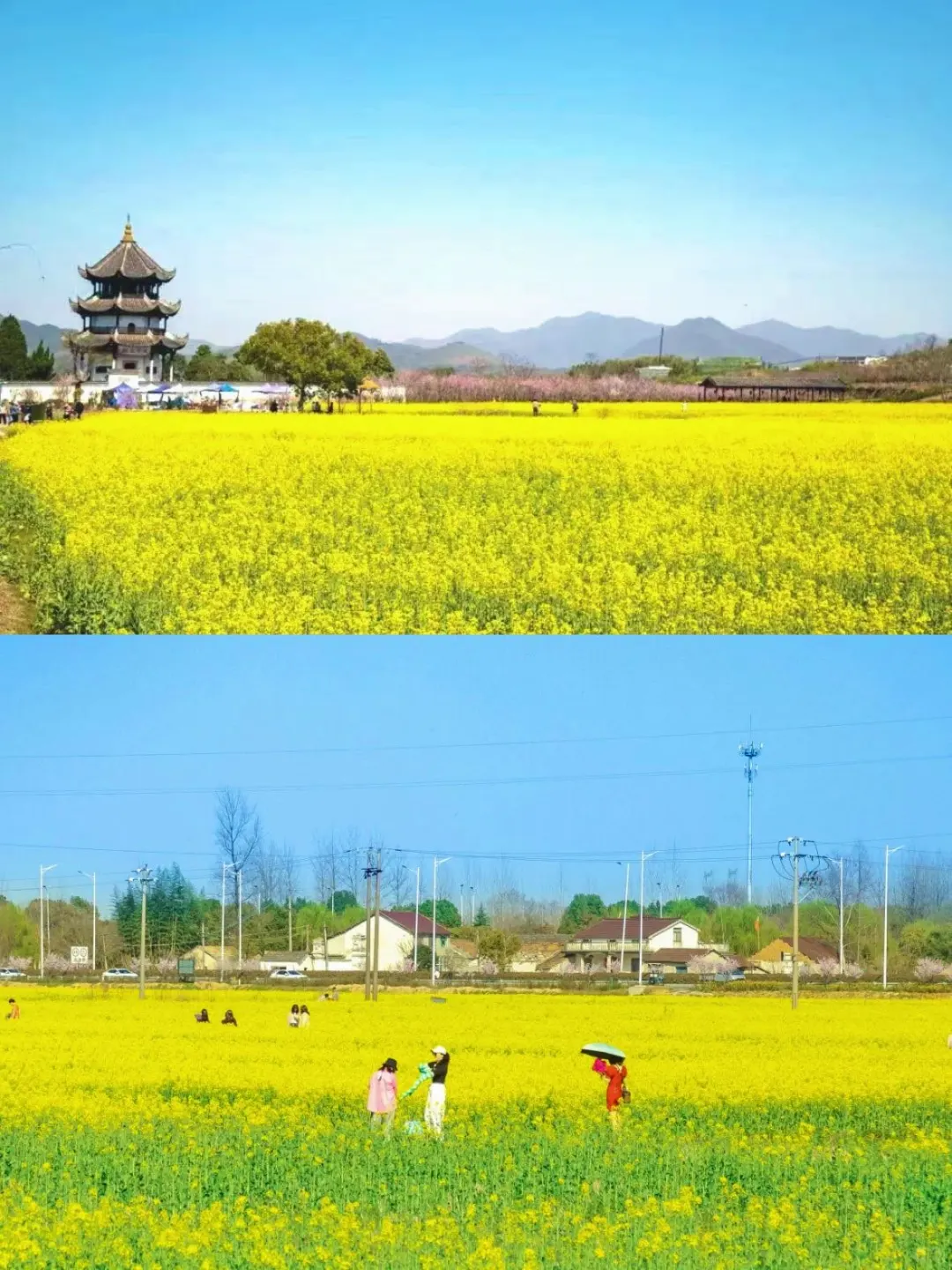 接下来，开始期待泾县的春季花海~